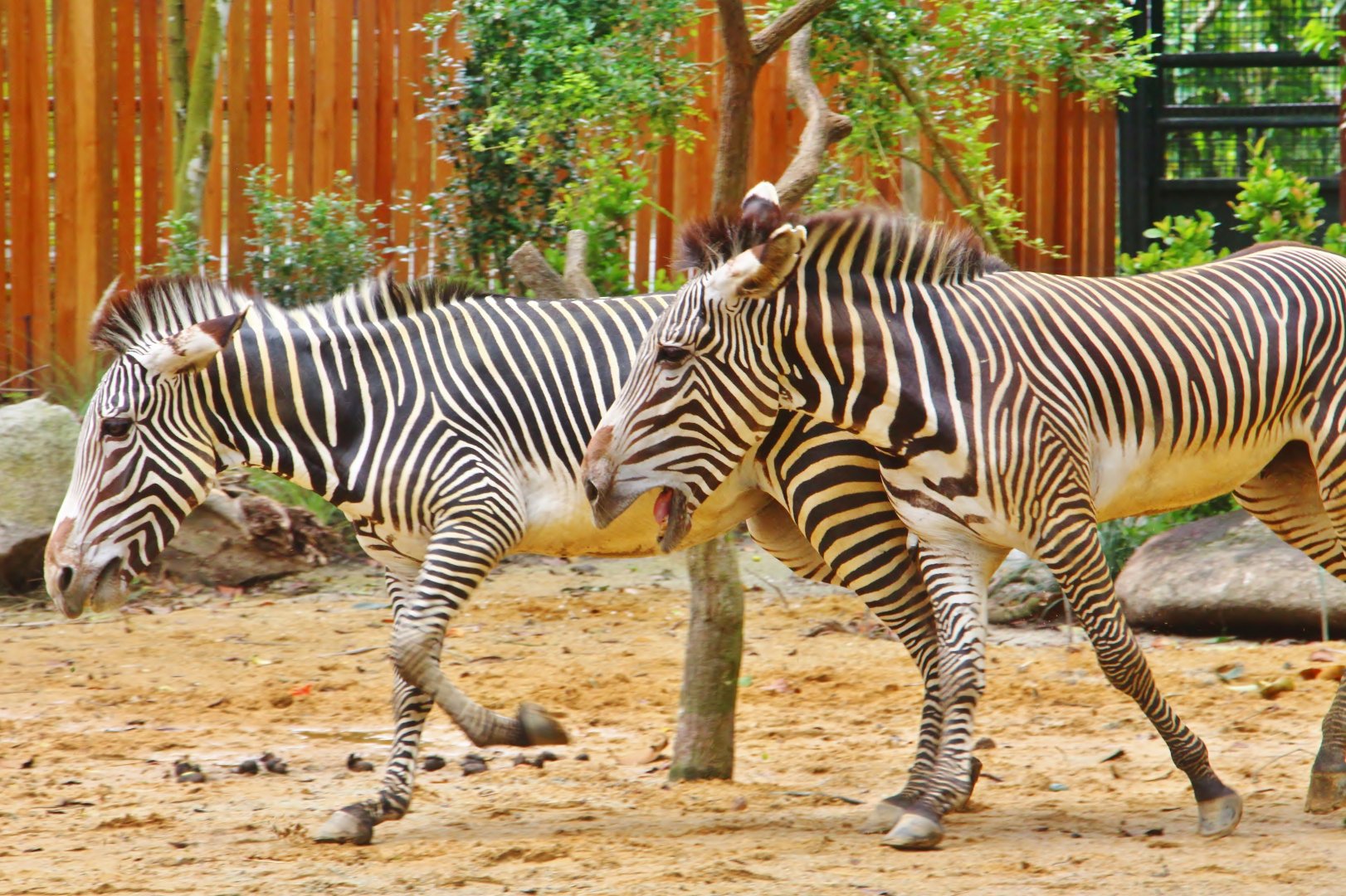 Wild Africa - Grevy's Zebras