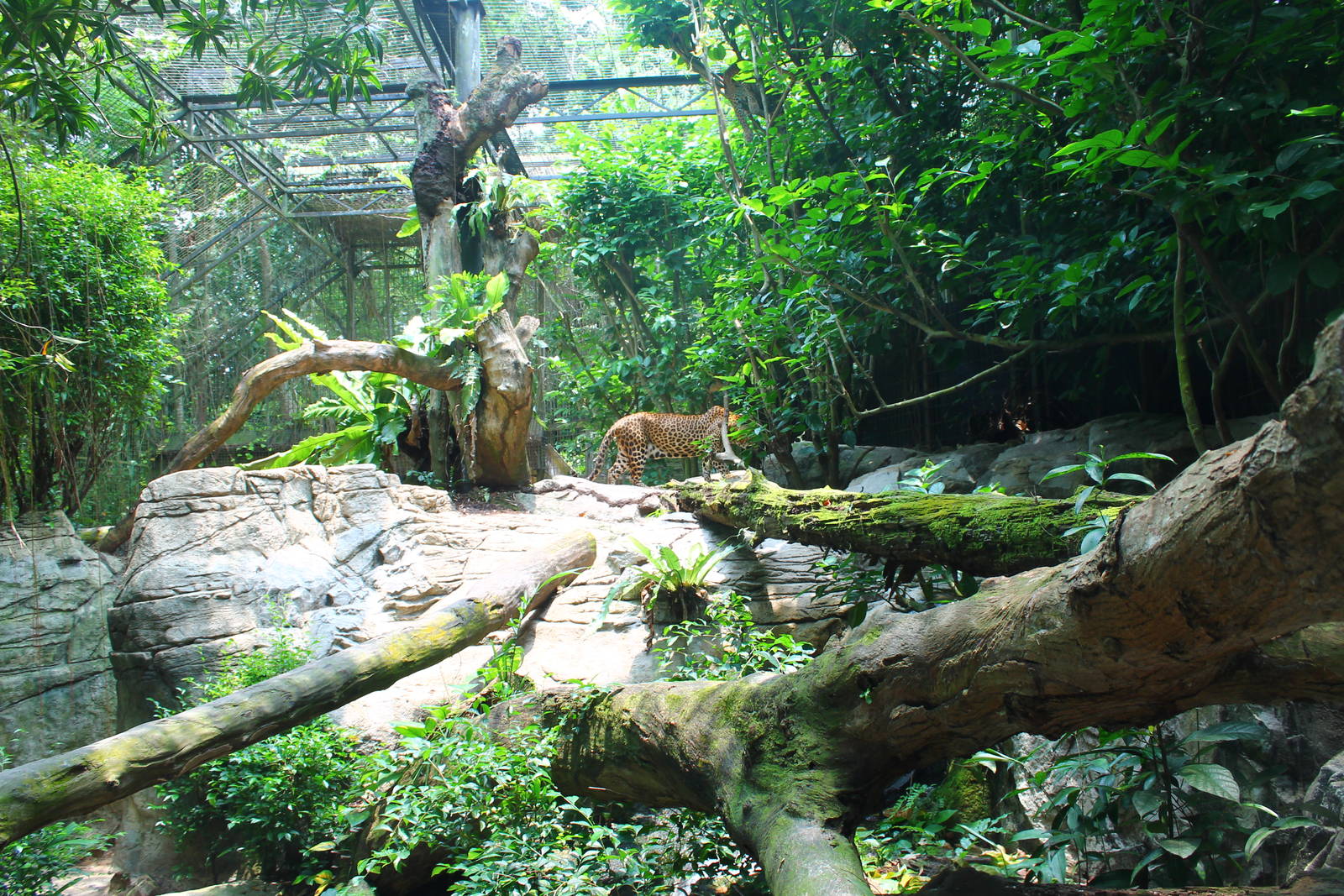 Wild Africa - Leopard exhibit