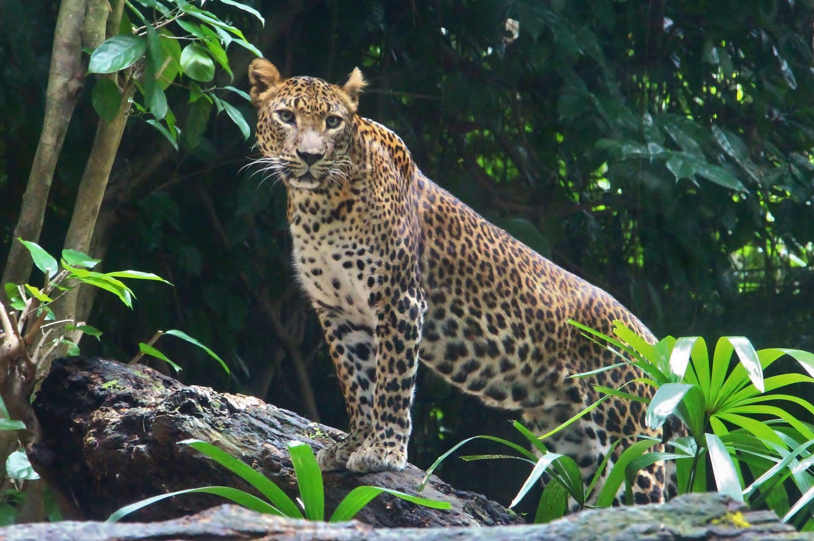 Wild Africa - Leopard