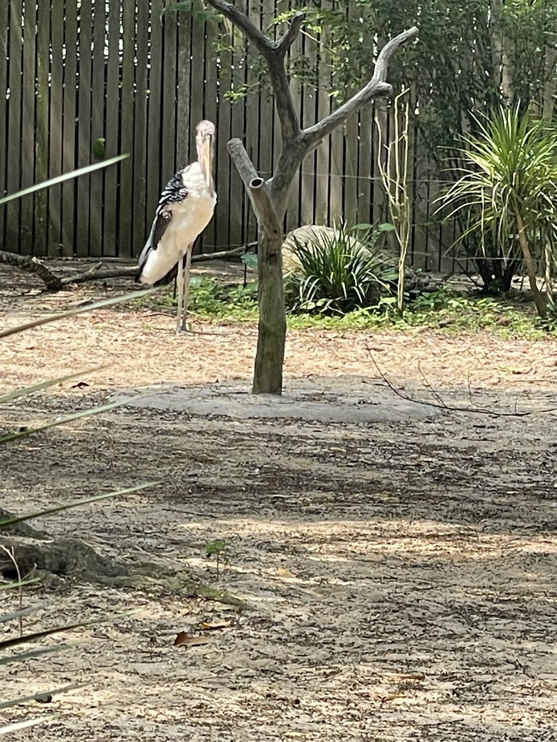 Wild Africa - Marabou Stork (Leptoptilos crumenifer)