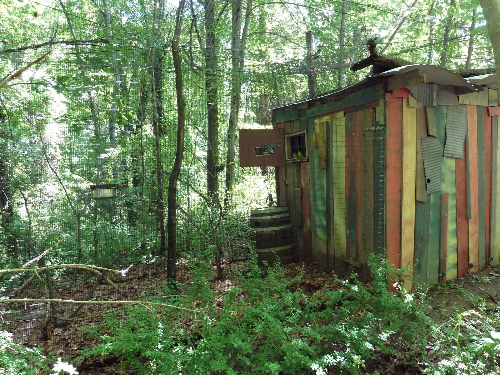 Wild Africa - Masked Lovebirds Aviary