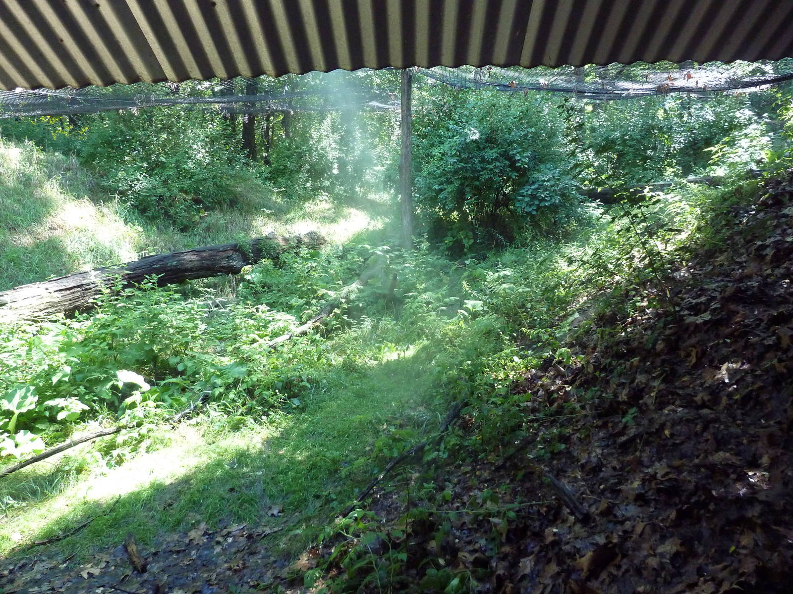 Wild Africa - Red-Capped Mangabey Exhibit