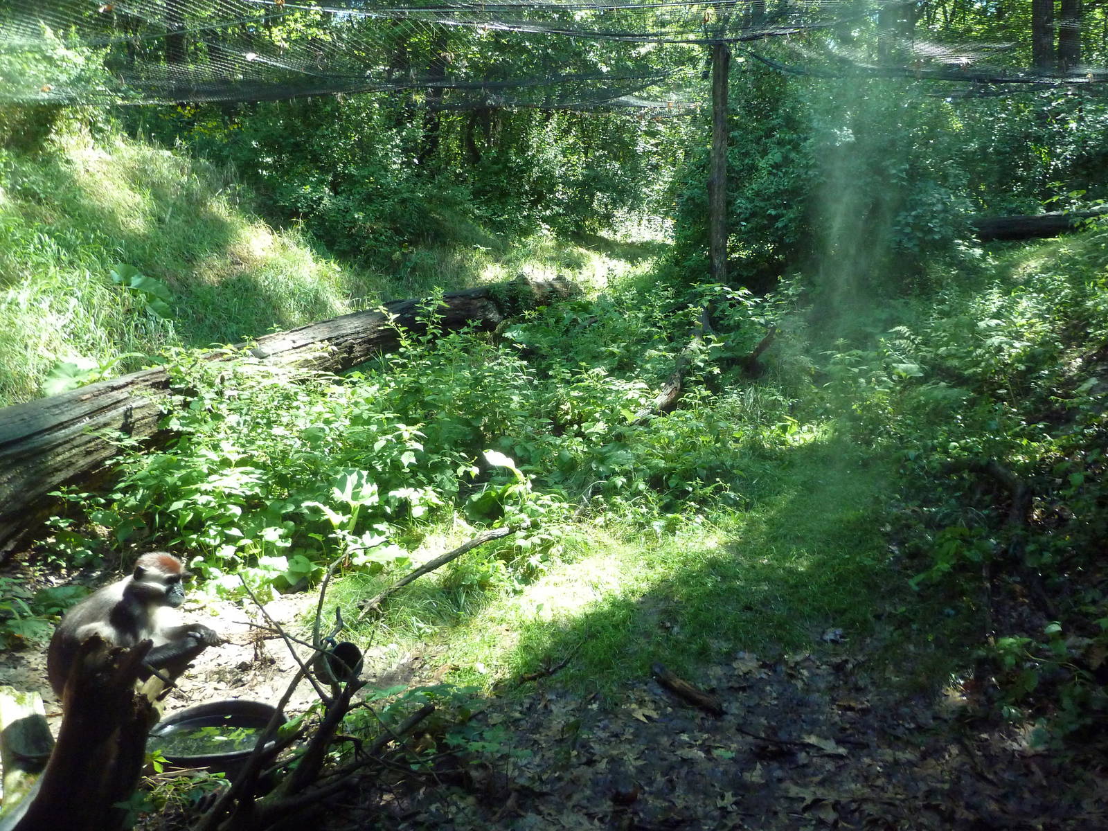 Wild Africa - Red-Capped Mangabey Exhibit
