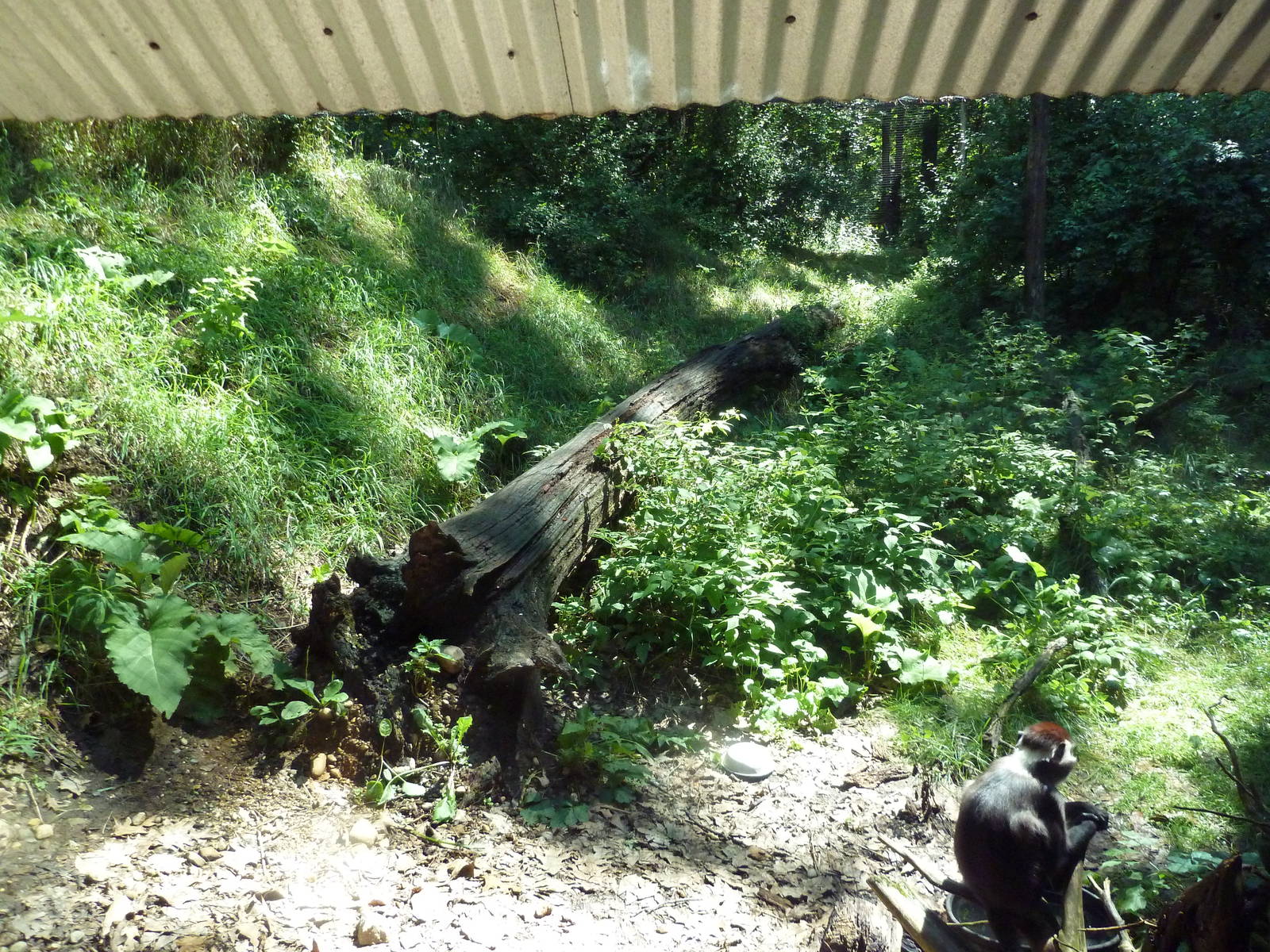 Wild Africa - Red-Capped Mangabey Exhibit