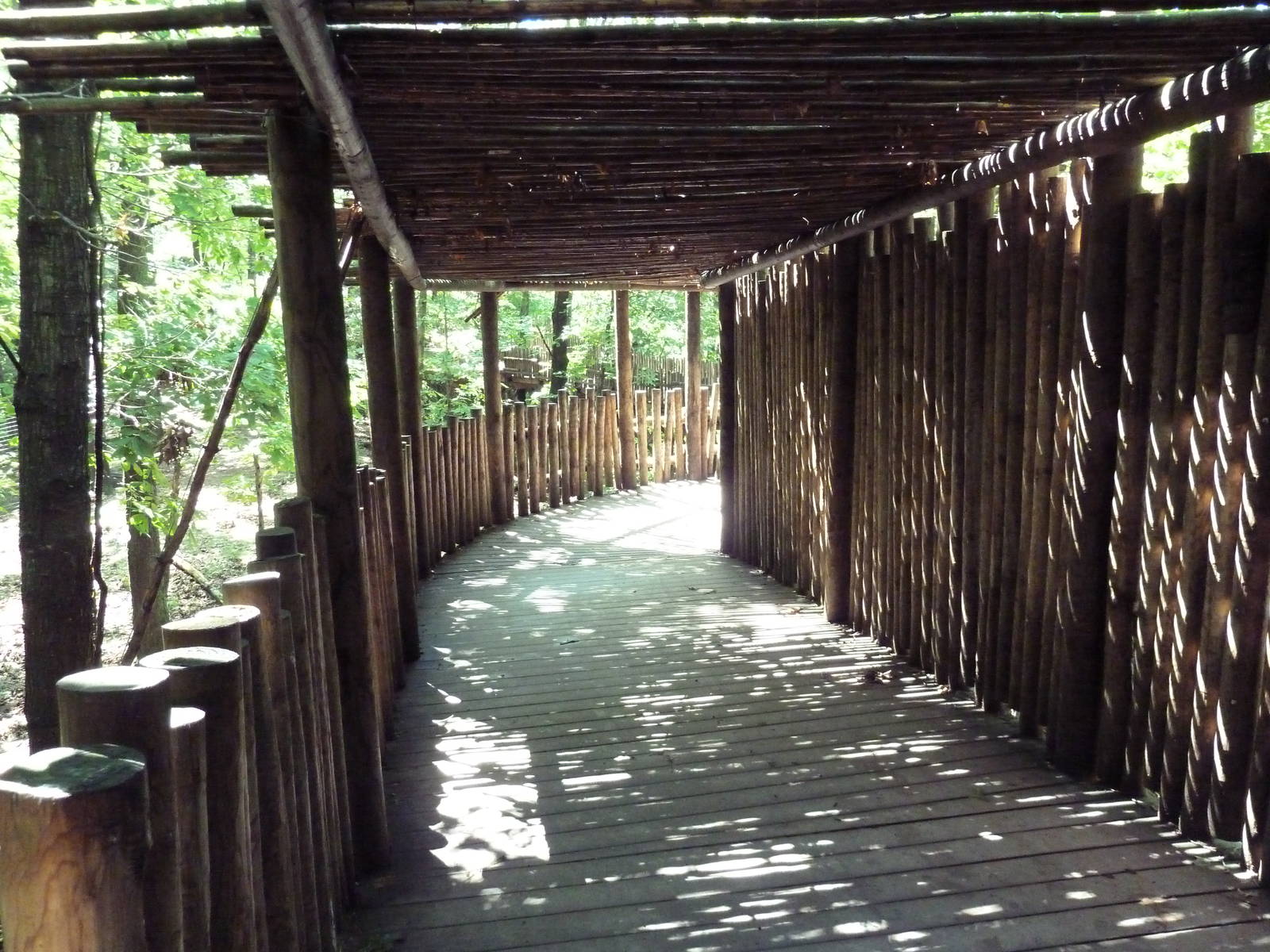 Wild Africa - Red River Hog Exhibit - Elevated Boardwalk