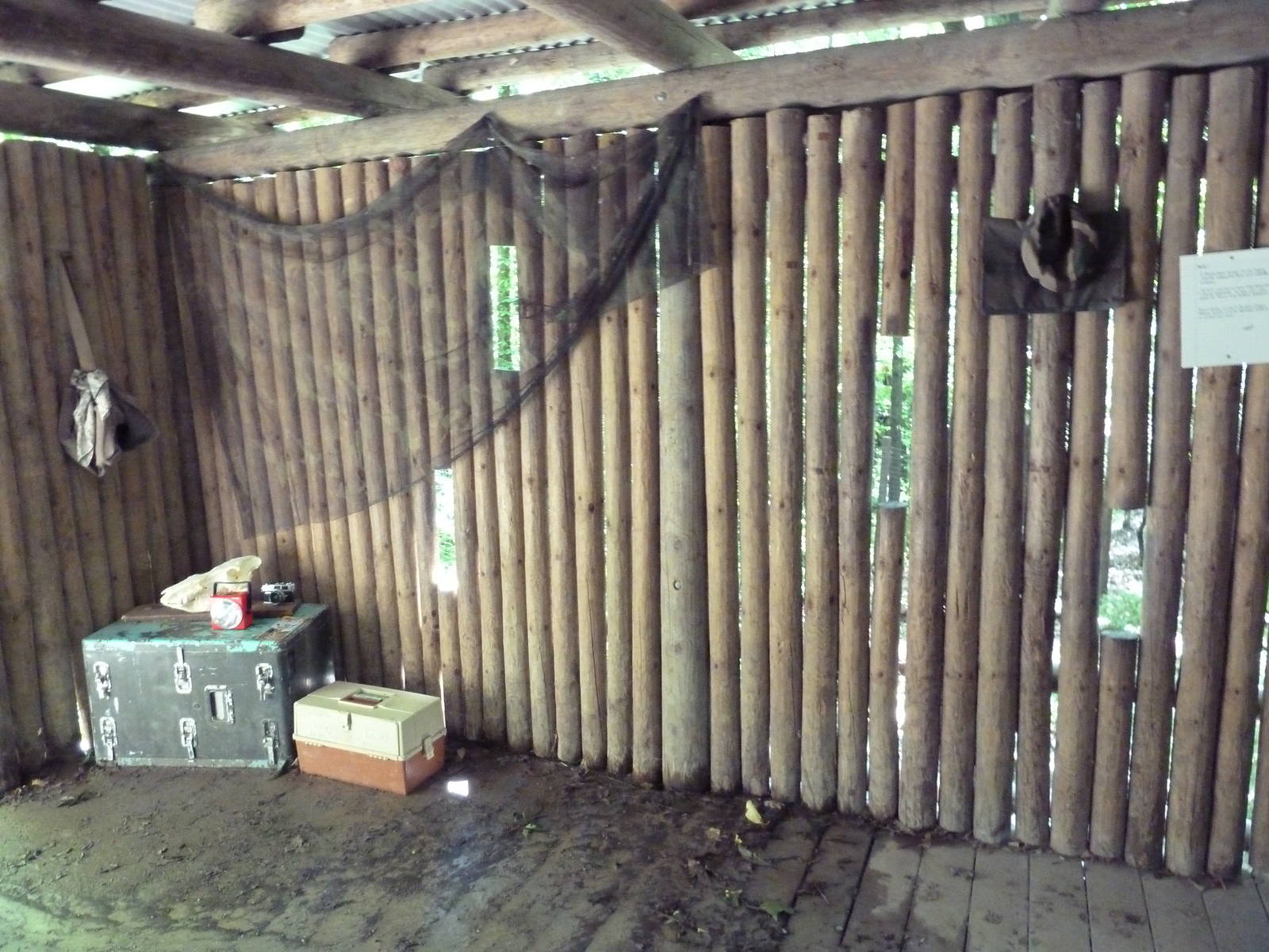 Wild Africa - Red River Hog Exhibit - Viewing Slots