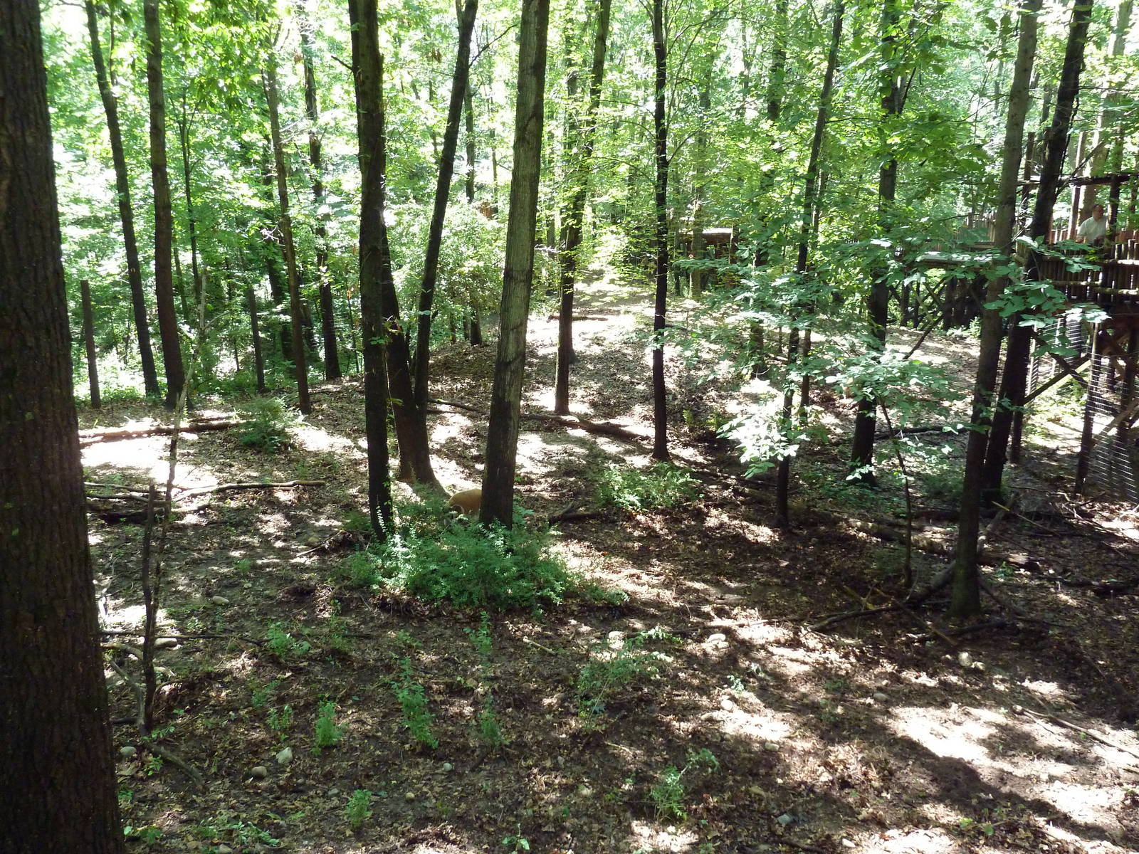 Wild Africa - Red River Hog Exhibit