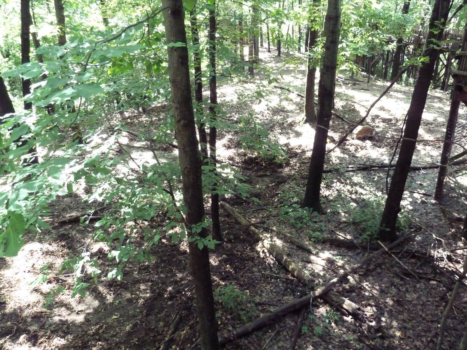 Wild Africa - Red River Hog Exhibit