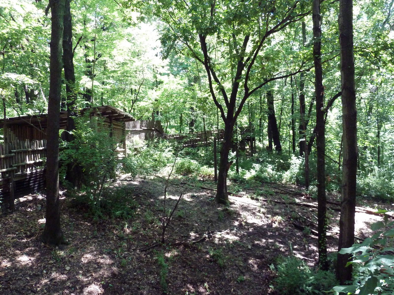 Wild Africa - Red River Hog Exhibit