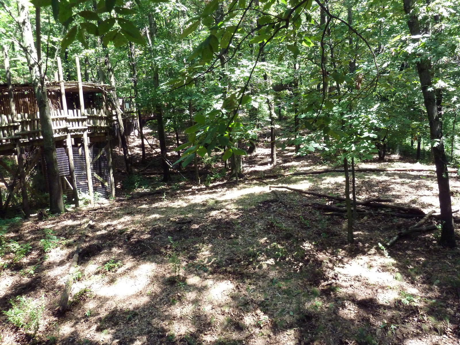 Wild Africa - Red River Hog Exhibit