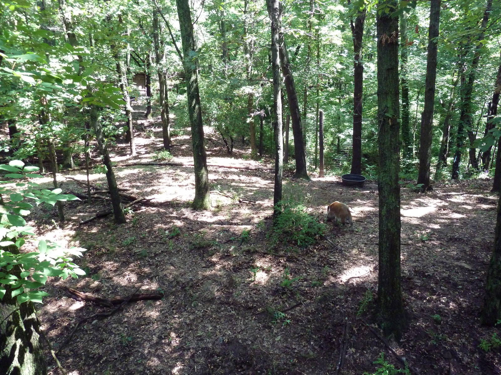 Wild Africa - Red River Hog Exhibit