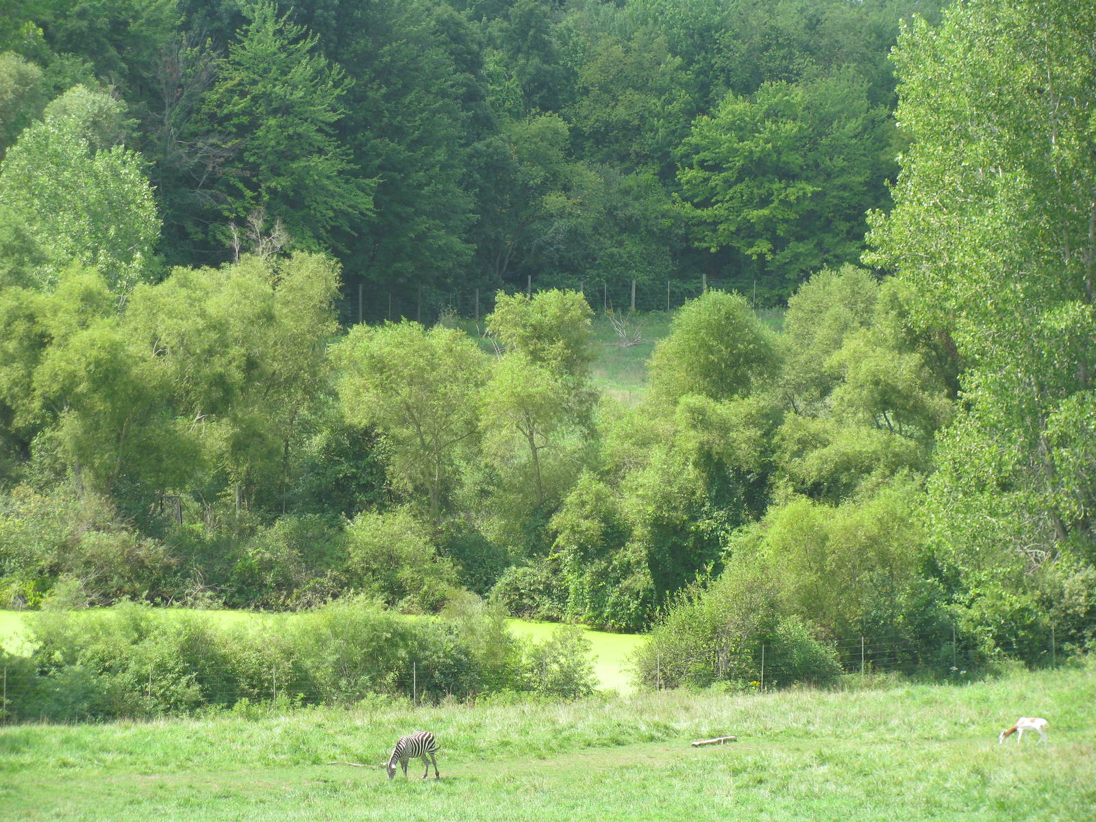 Wild Africa! Savannah