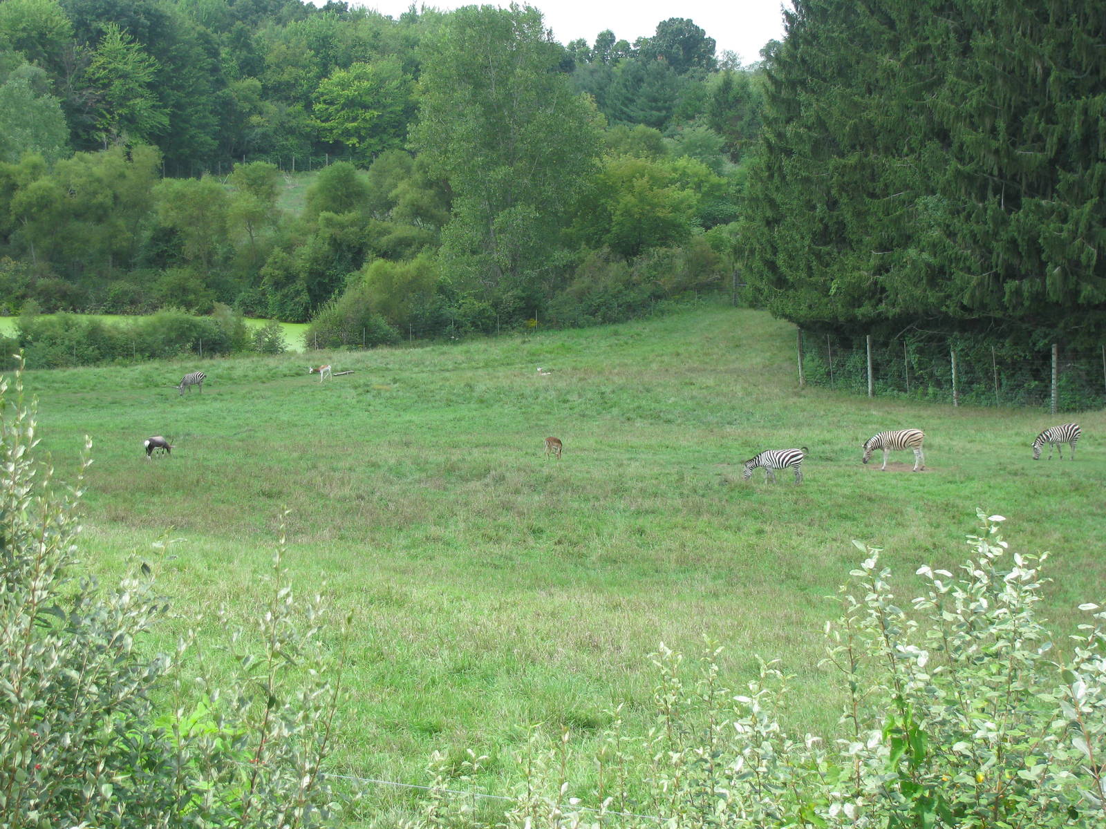 Wild Africa! Savannah