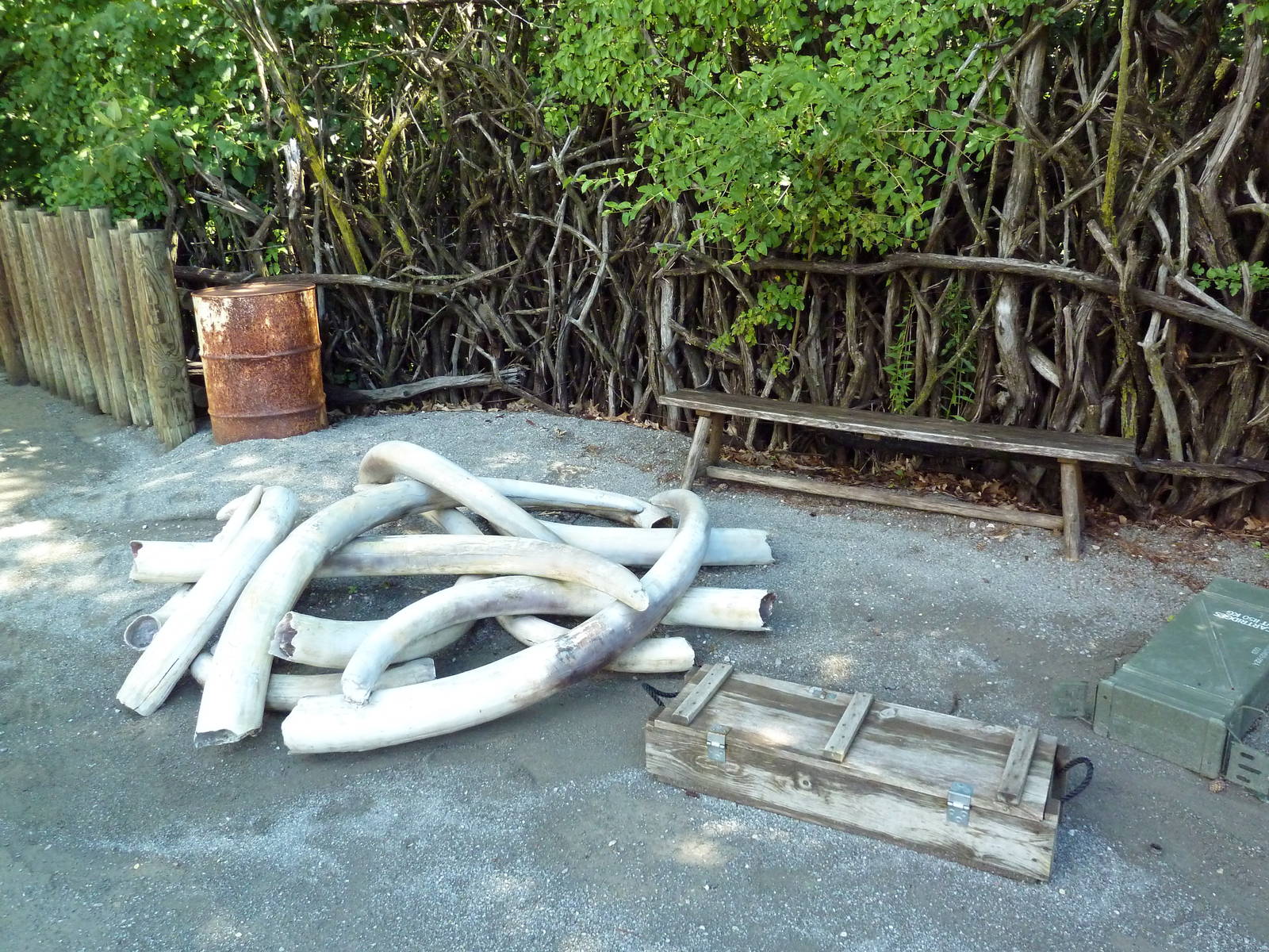 Wild Africa - Seized Ivory