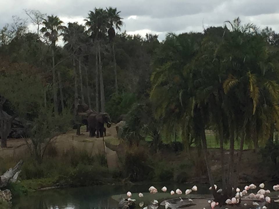 Wild Africa Trek- African Elephant/Greater Flamingo