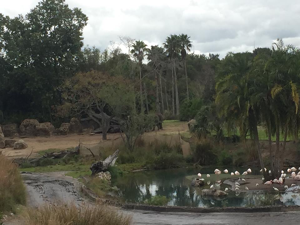 Wild Africa Trek- African Elephant/Greater Flamingo