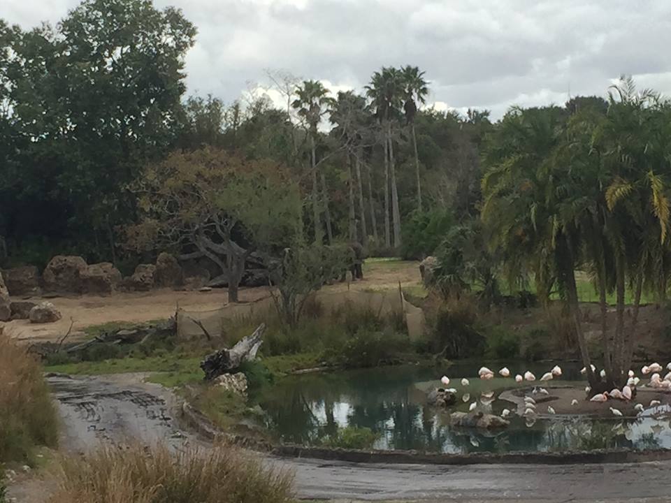 Wild Africa Trek- African Elephant/Greater Flamingo