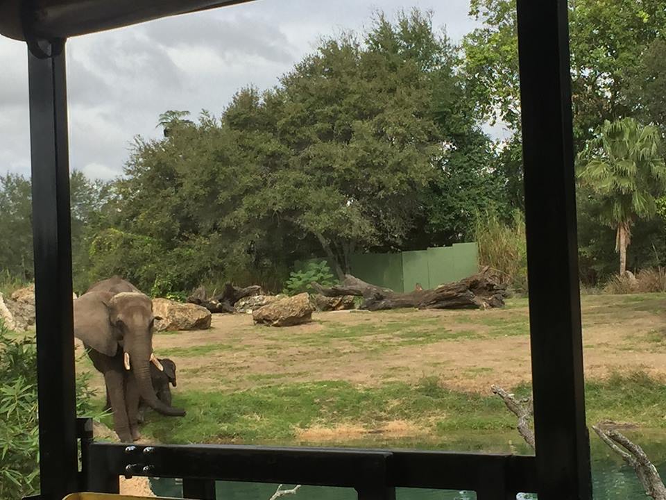 Wild Africa Trek- African Elephant