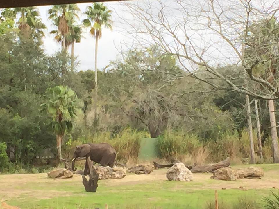 Wild Africa Trek- African Elephant
