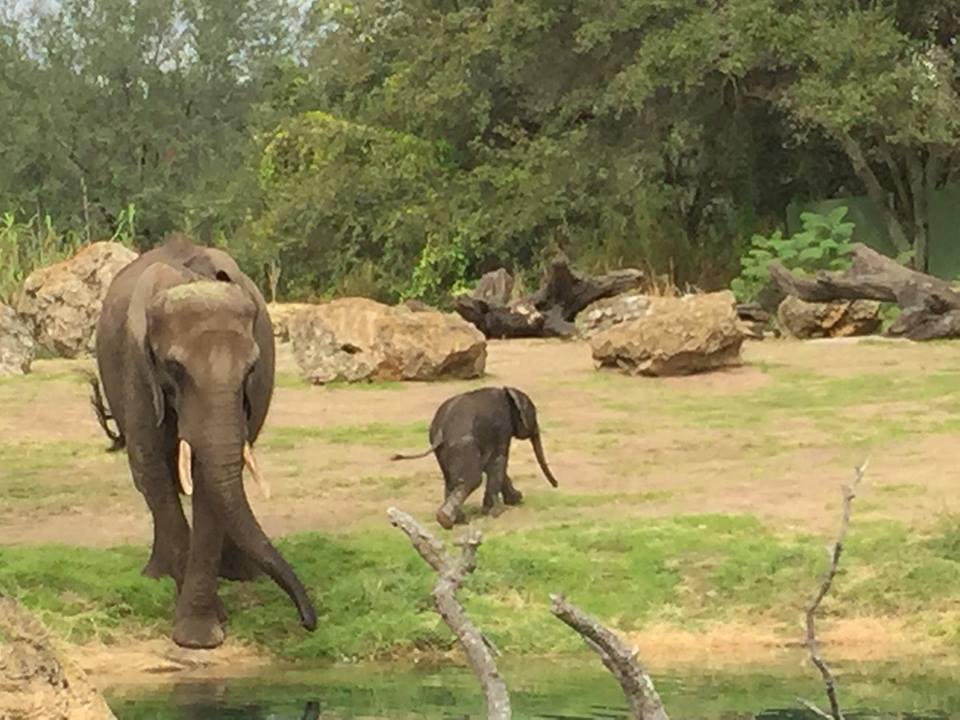 Wild Africa Trek- African Elephant