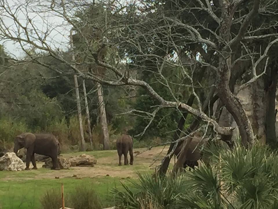 Wild Africa Trek- African Elephant