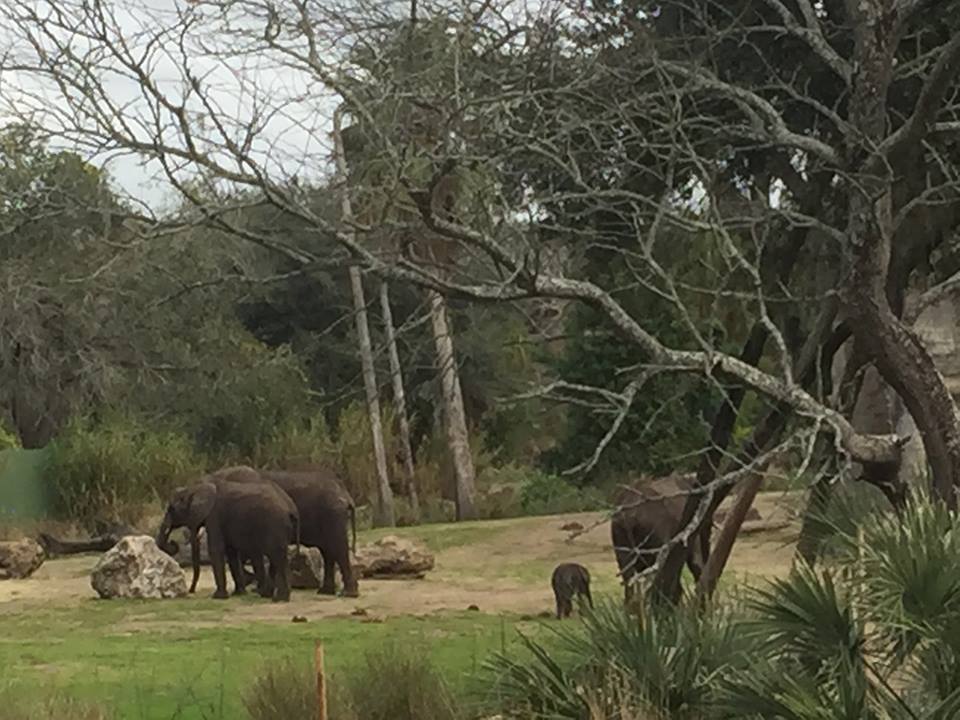 Wild Africa Trek- African Elephant