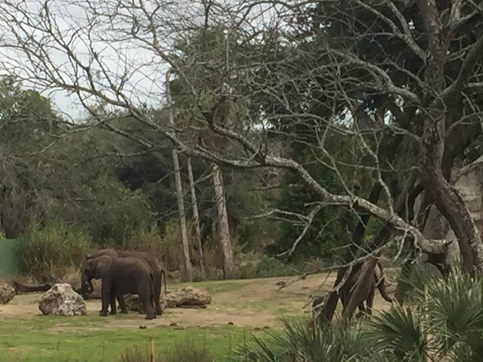Wild Africa Trek- African Elephant