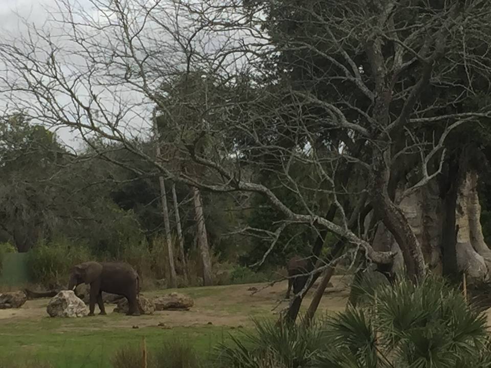 Wild Africa Trek- African Elephant