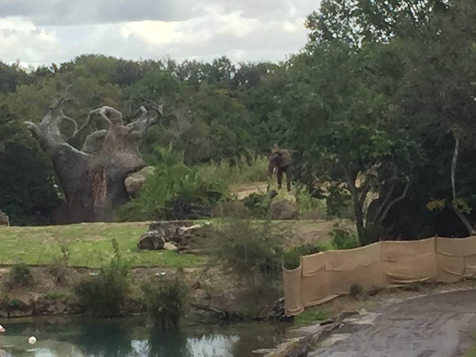 Wild Africa Trek- African Elephant