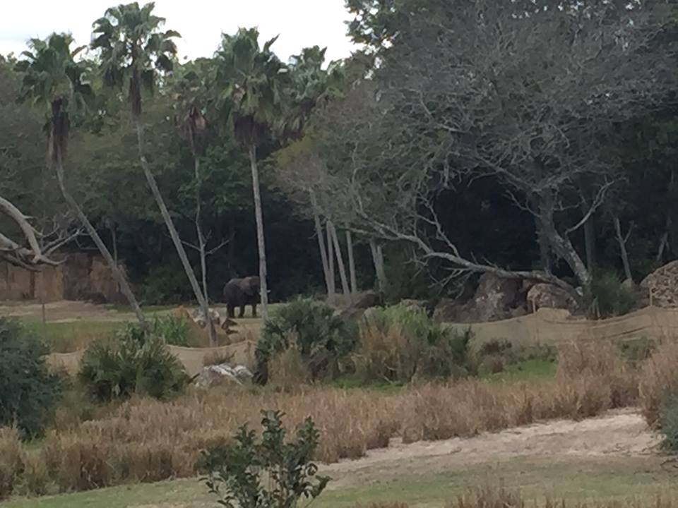 Wild Africa Trek- African Elephant