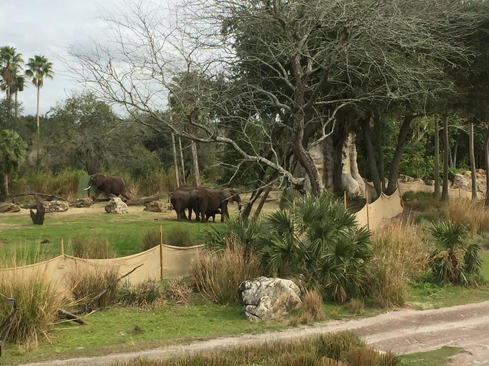 Wild Africa Trek- African Elephant