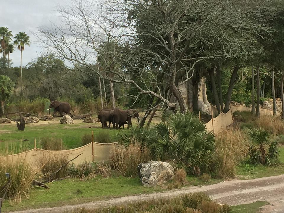 Wild Africa Trek- African Elephant