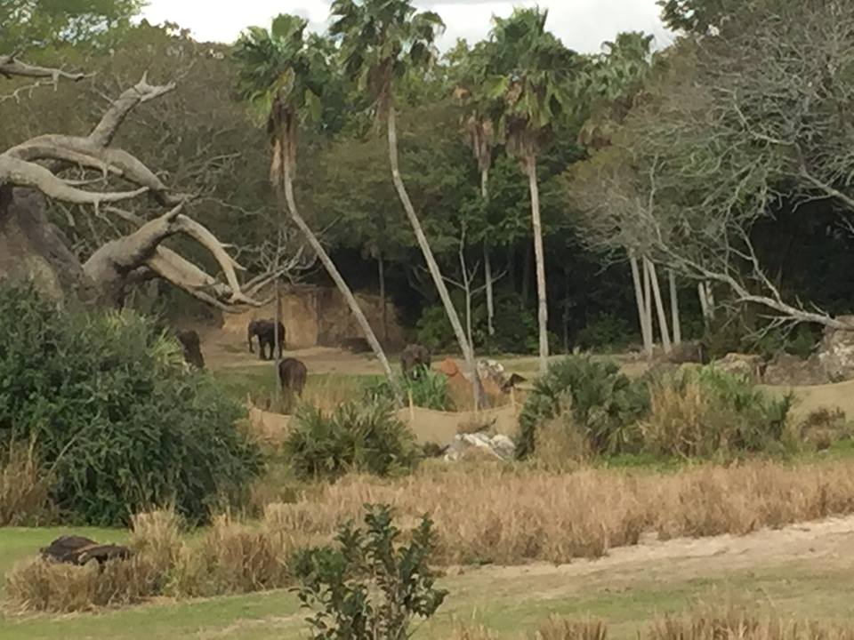 Wild Africa Trek- African Elephant