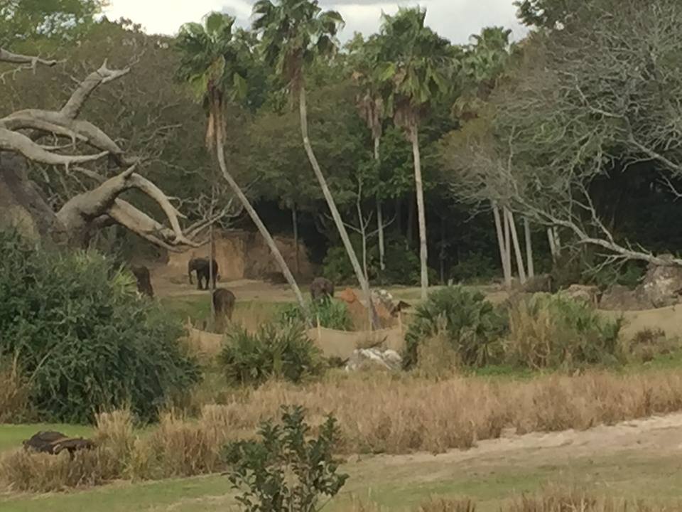 Wild Africa Trek- African Elephant