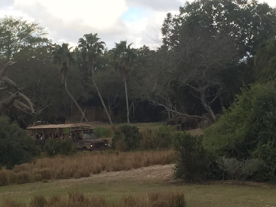 Wild Africa Trek- African Elephant