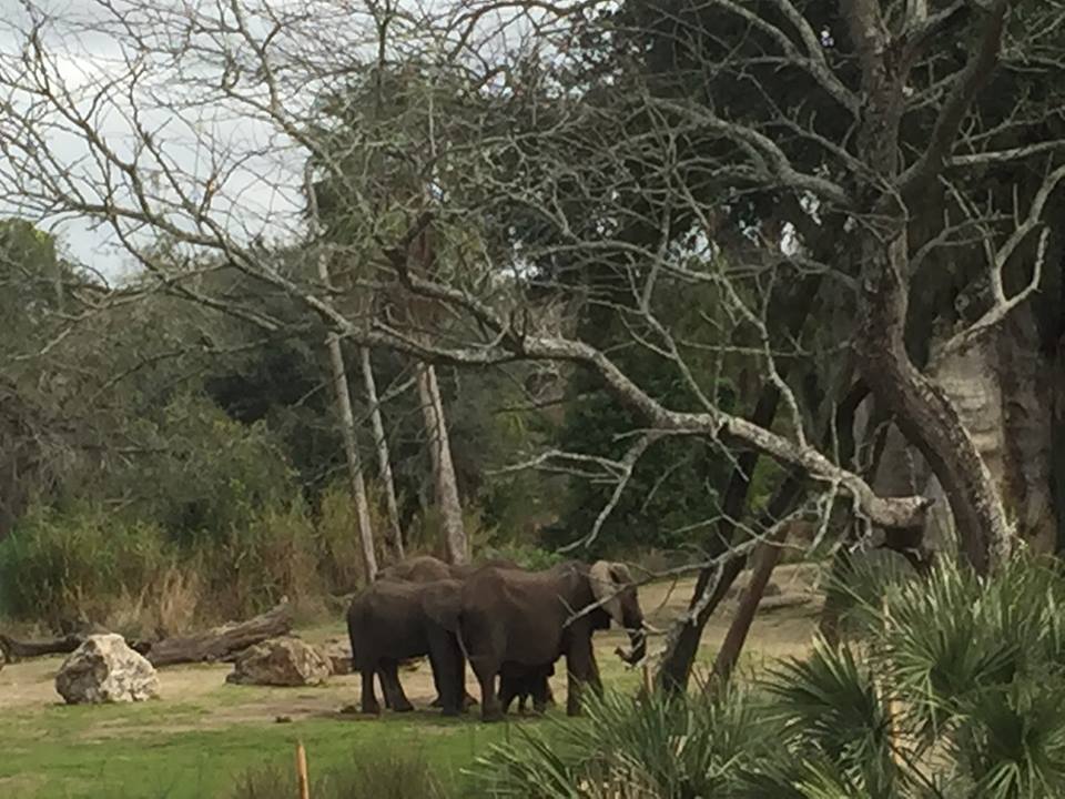 Wild Africa Trek- African Elephant
