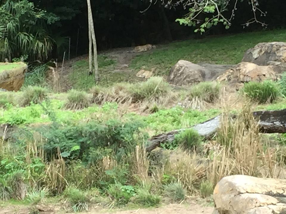 Wild Africa Trek- Cheetah