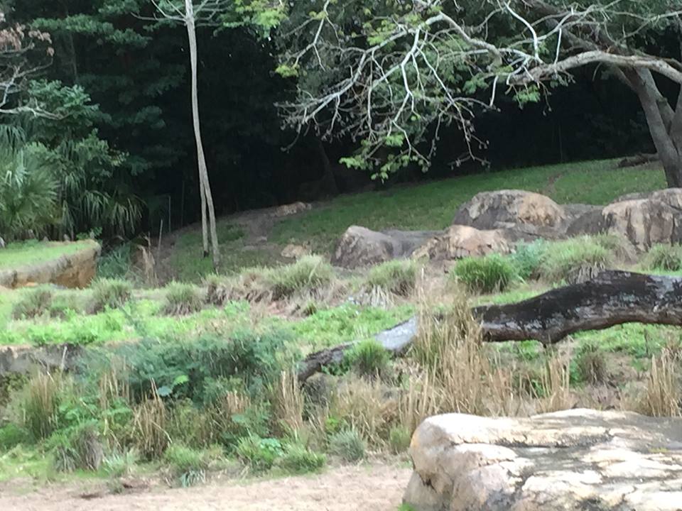 Wild Africa Trek- Cheetah