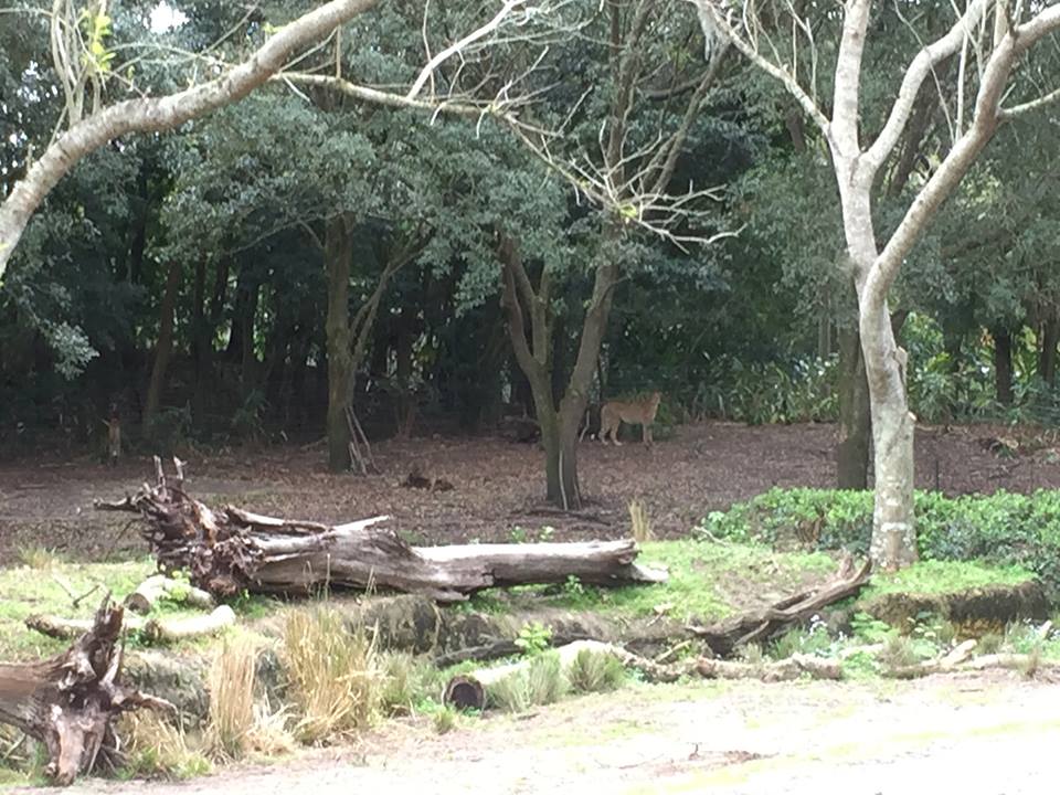 Wild Africa Trek- Cheetah