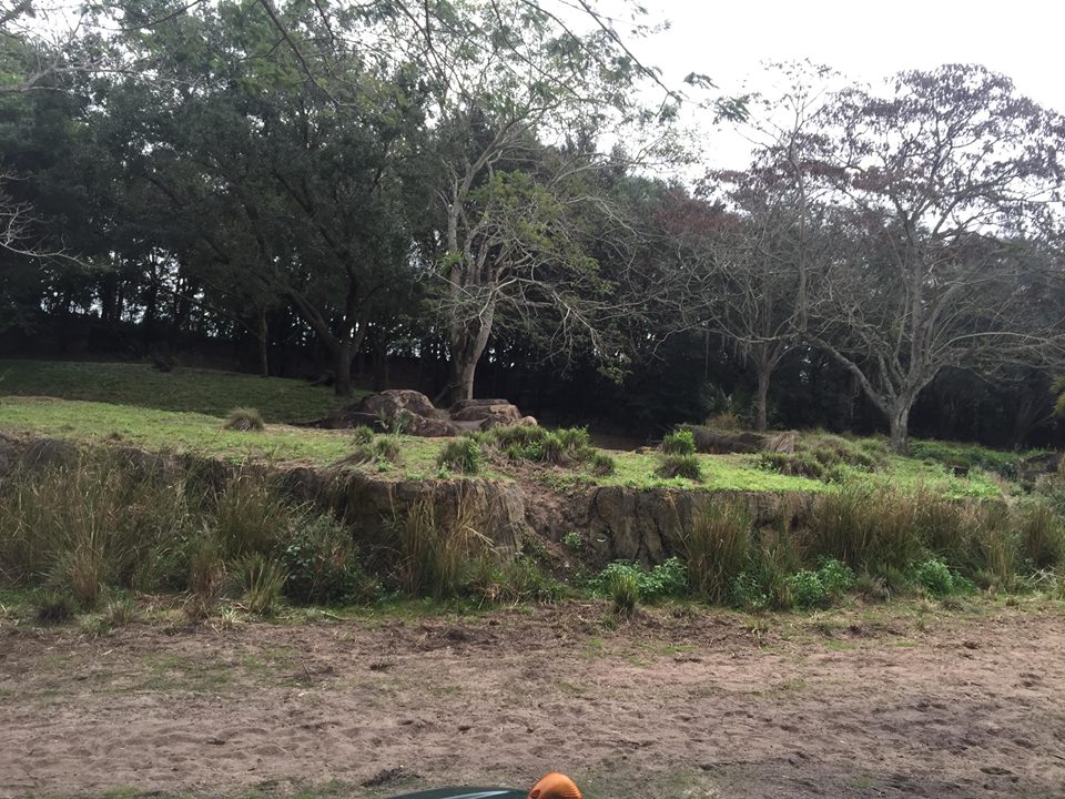 Wild Africa Trek- Cheetah