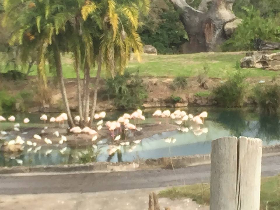 Wild Africa Trek- Greater Flamingo
