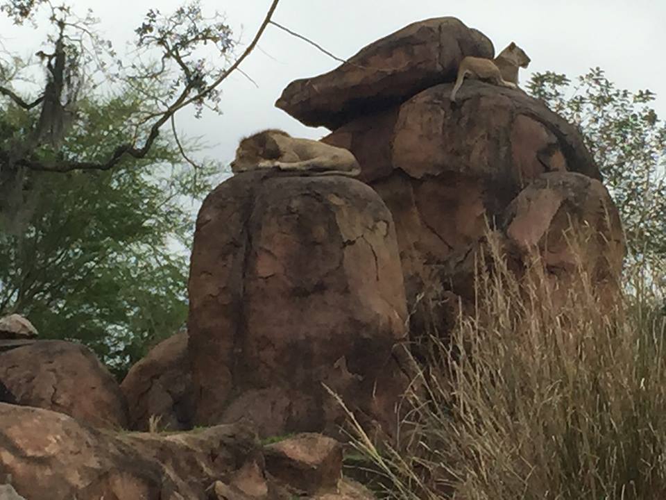 Wild Africa Trek- Lion