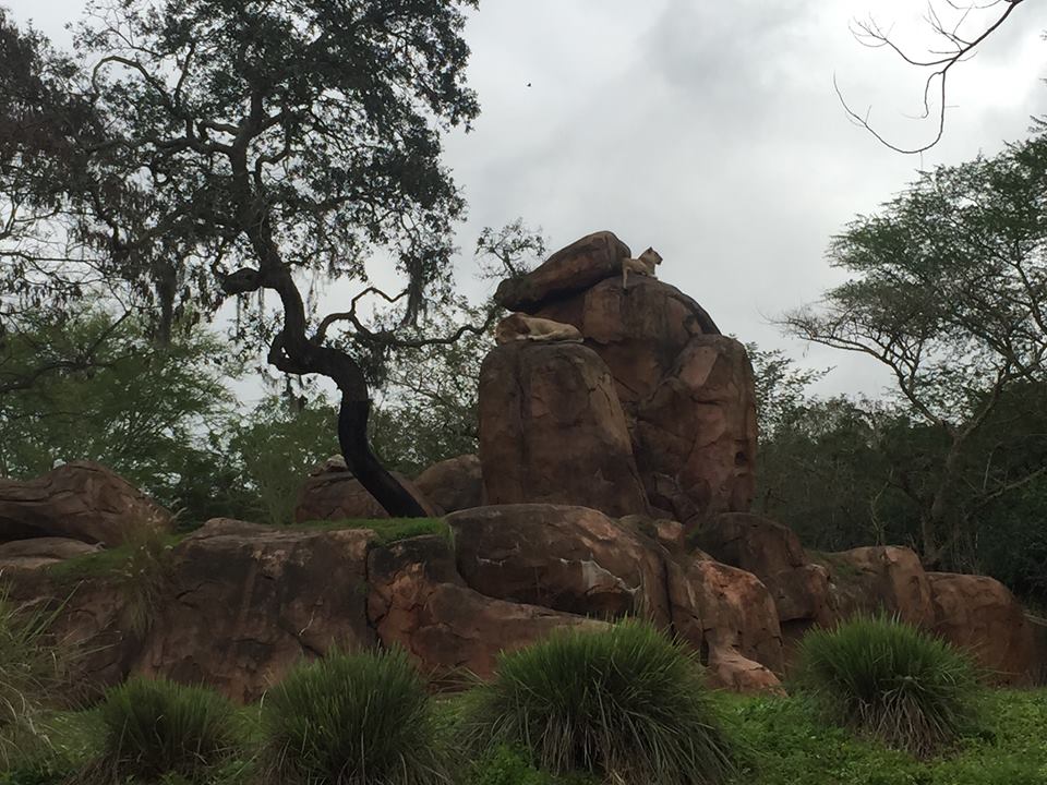 Wild Africa Trek- Lion