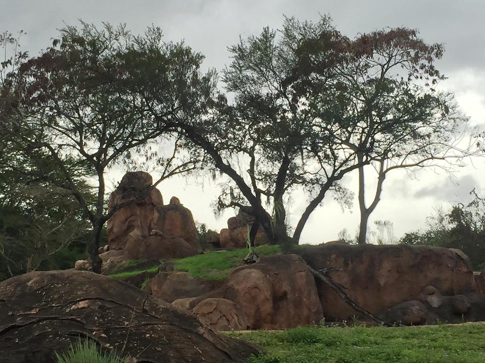 Wild Africa Trek- Lion