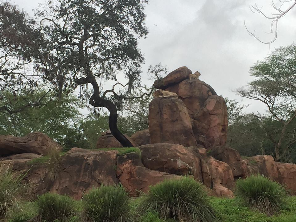 Wild Africa Trek- Lion