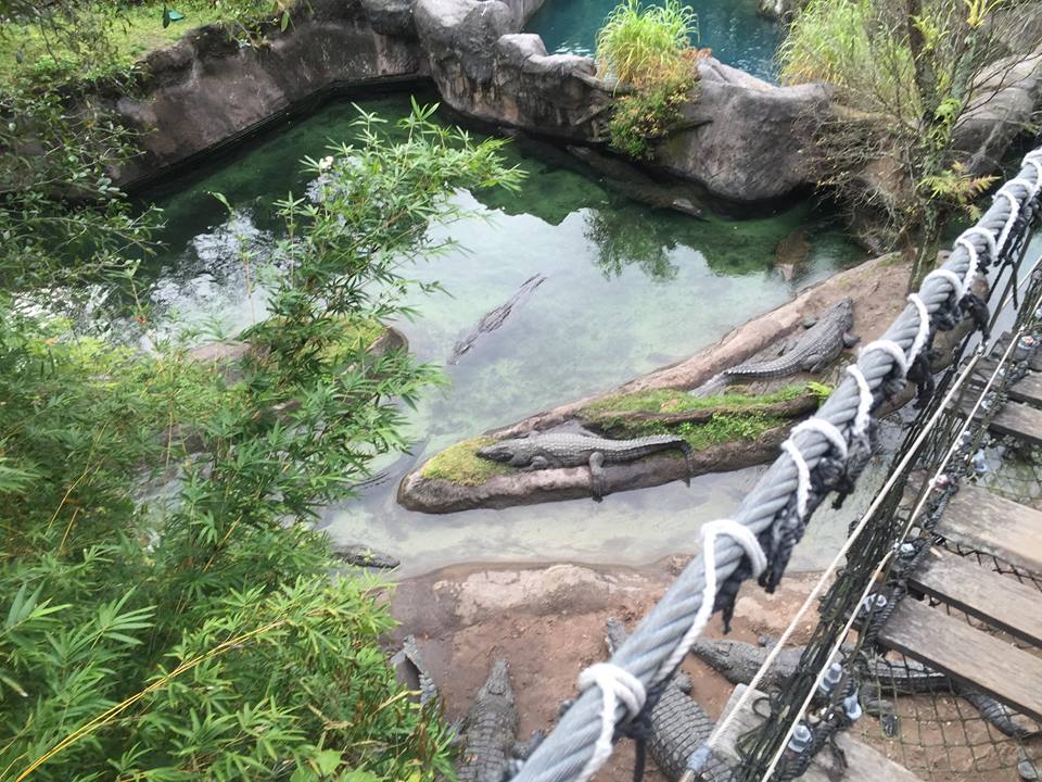 Wild Africa Trek- Nile Crocodile