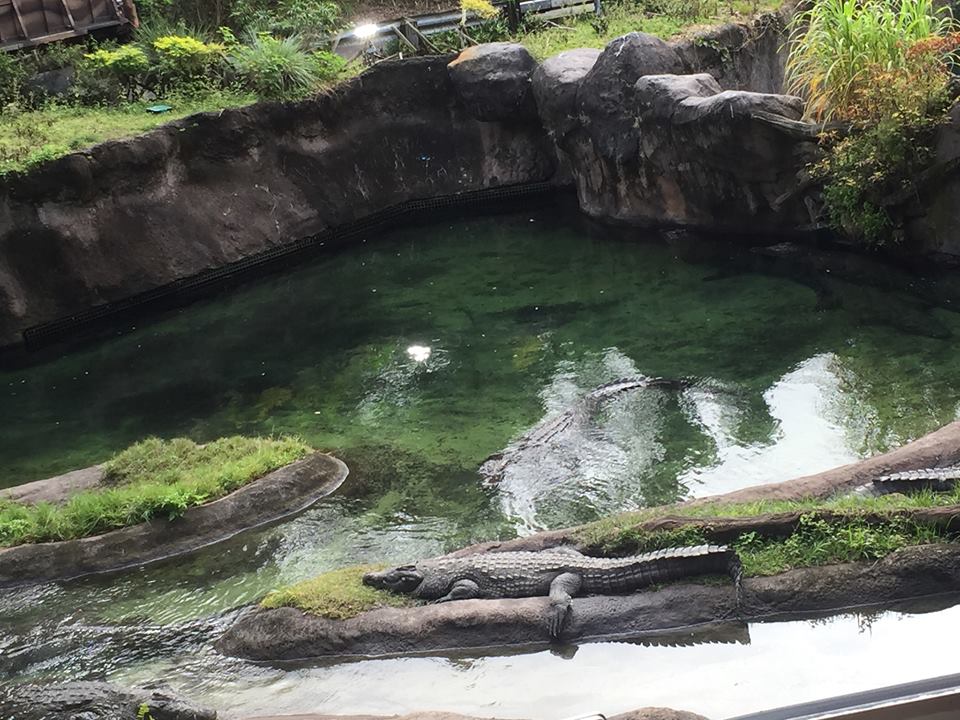 Wild Africa Trek- Nile Crocodile