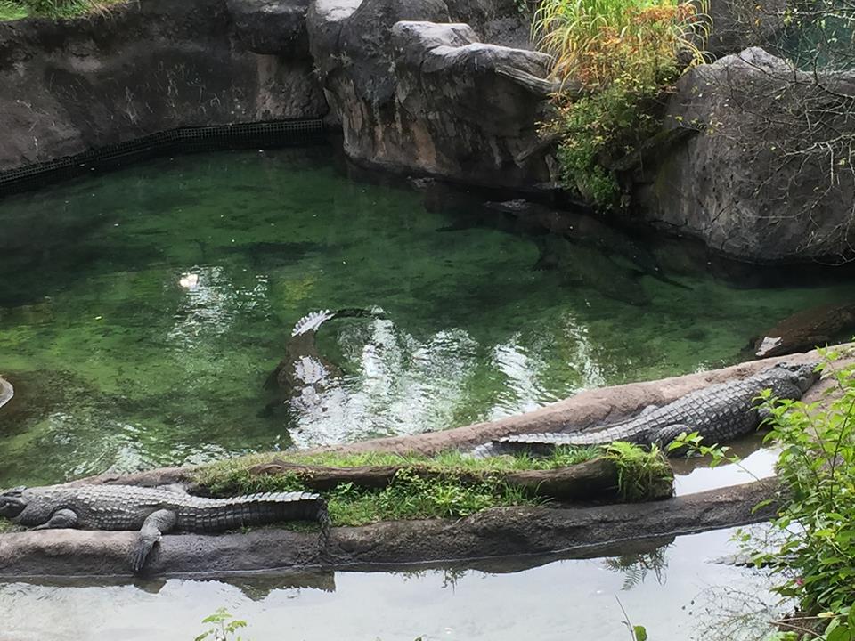 Wild Africa Trek- Nile Crocodile
