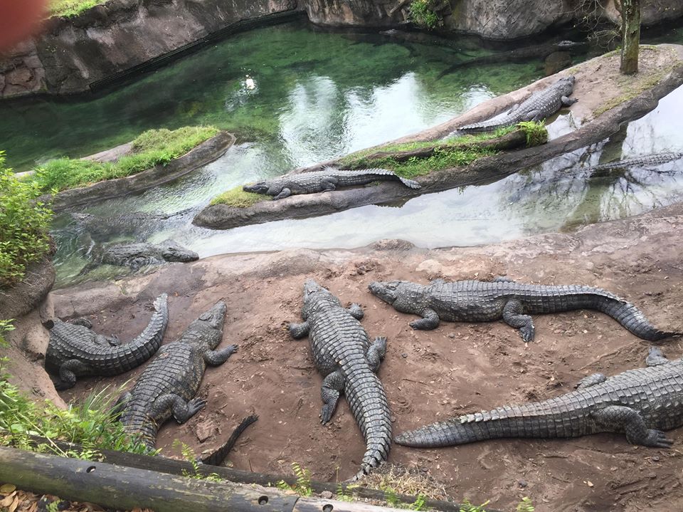 Wild Africa Trek- Nile Crocodile