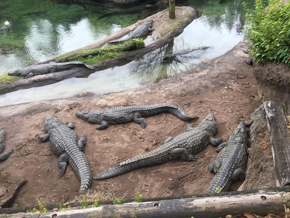 Wild Africa Trek- Nile Crocodile